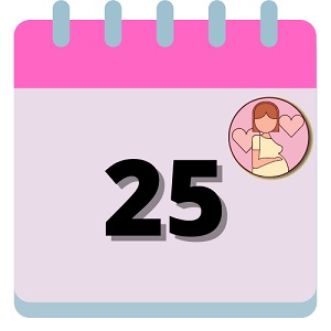 semana 25 embarazo